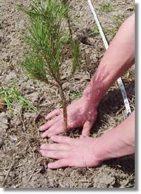 White Pine Seedling